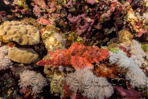 Rotes Meer 2018