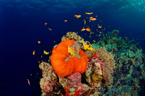 Rotes Meer, November 2023, Royal Evolution