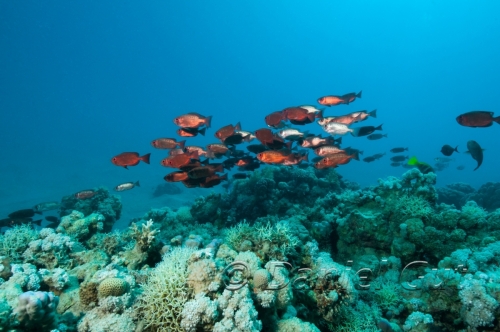 Rotes Meer 2015